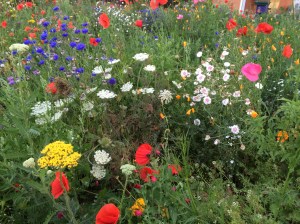 Seeds of Gentle Compassion